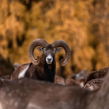 Gostinjska kuća Jelenov Greben Podcetrtek