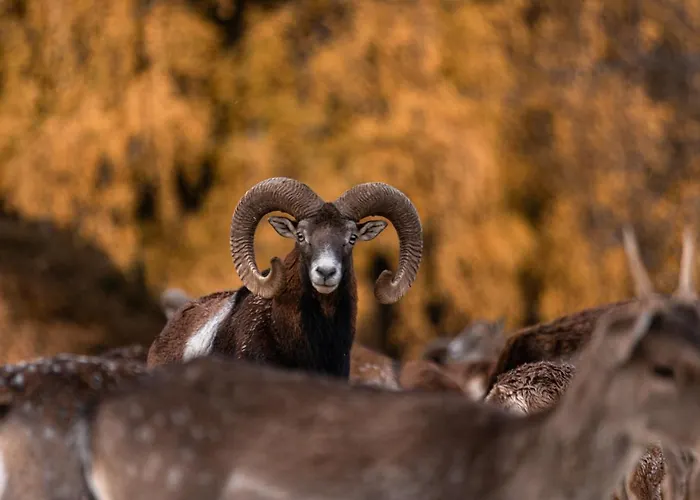 Gostinjska kuća Jelenov Greben Podcetrtek
